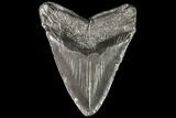 Large, Megalodon Tooth - Georgia #76477-2